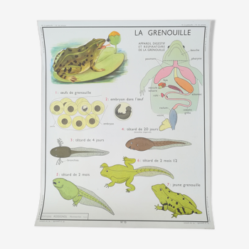 Rossignol pedagogical poster "The Frog and the Perch"