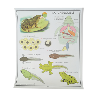 Rossignol pedagogical poster "The Frog and the Perch"