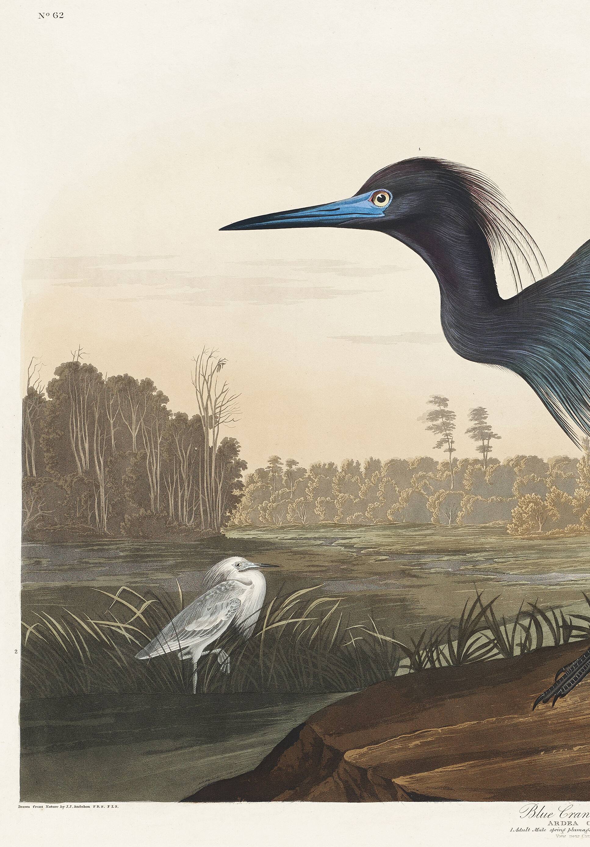 Poster about the little blue egret, based on an old engraving from 1827.