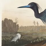 Poster about the little blue egret, based on an old engraving from 1827.