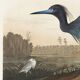 Poster about the little blue egret, based on an old engraving from 1827.