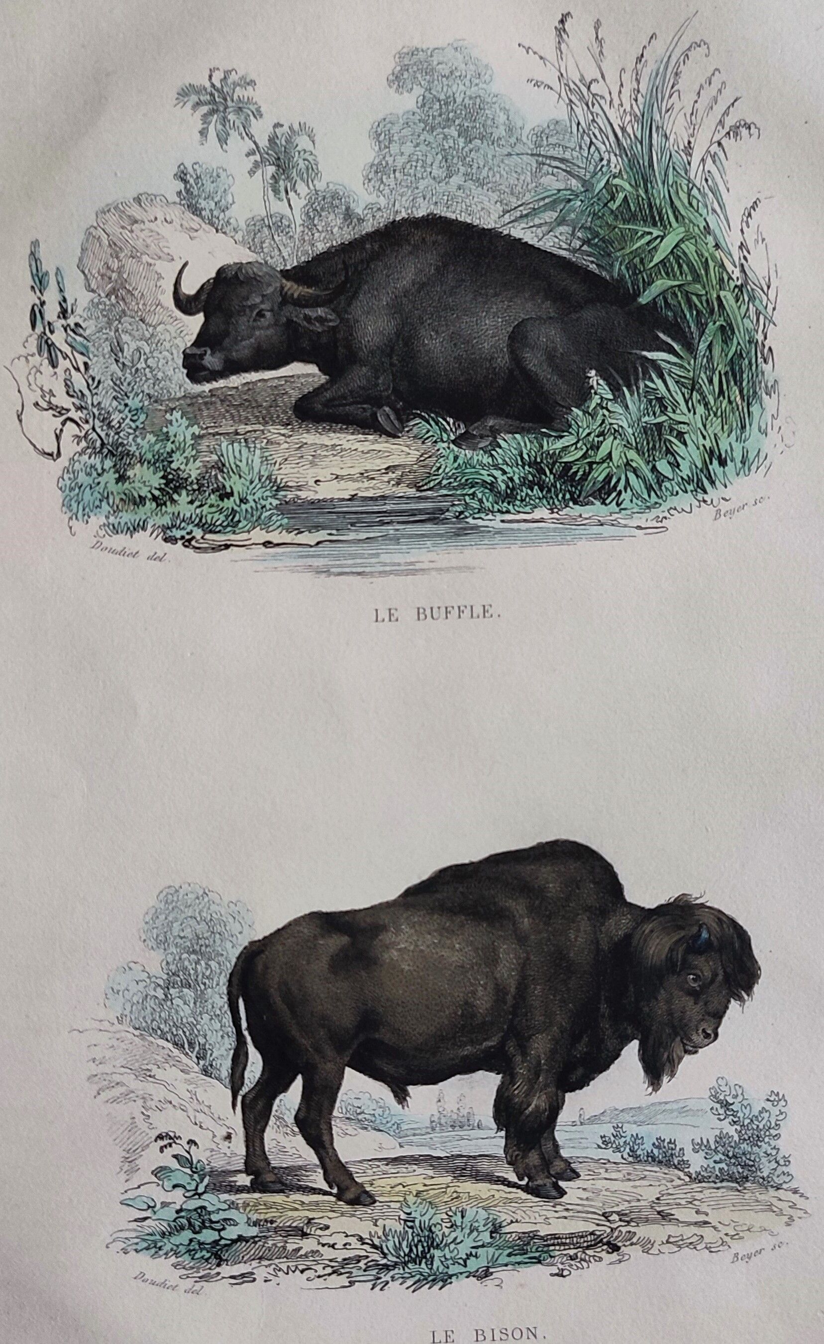 Planche zoologique originale de 1839 " Buffle, Bison"