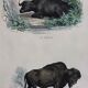 Planche zoologique originale de 1839 " Buffle, Bison"