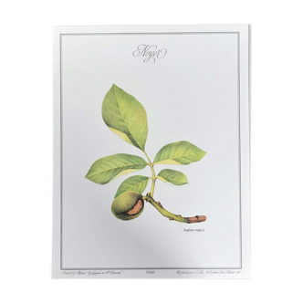 Planche botanique le noyer