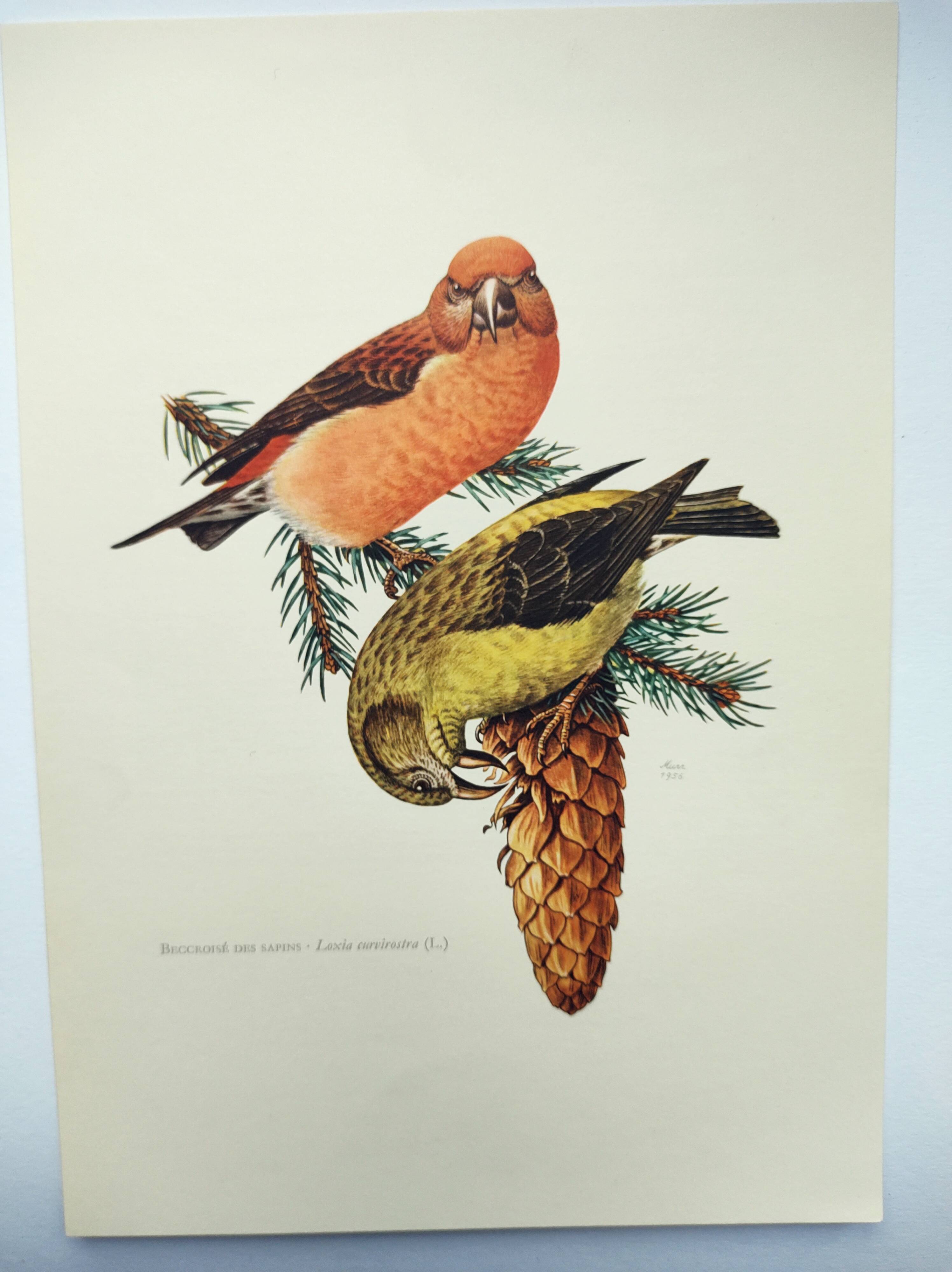 Old bird plate from the 1960s - Red Crossbill - Animal zoological illustration