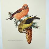 Old bird plate from the 1960s - Red Crossbill - Animal zoological illustration