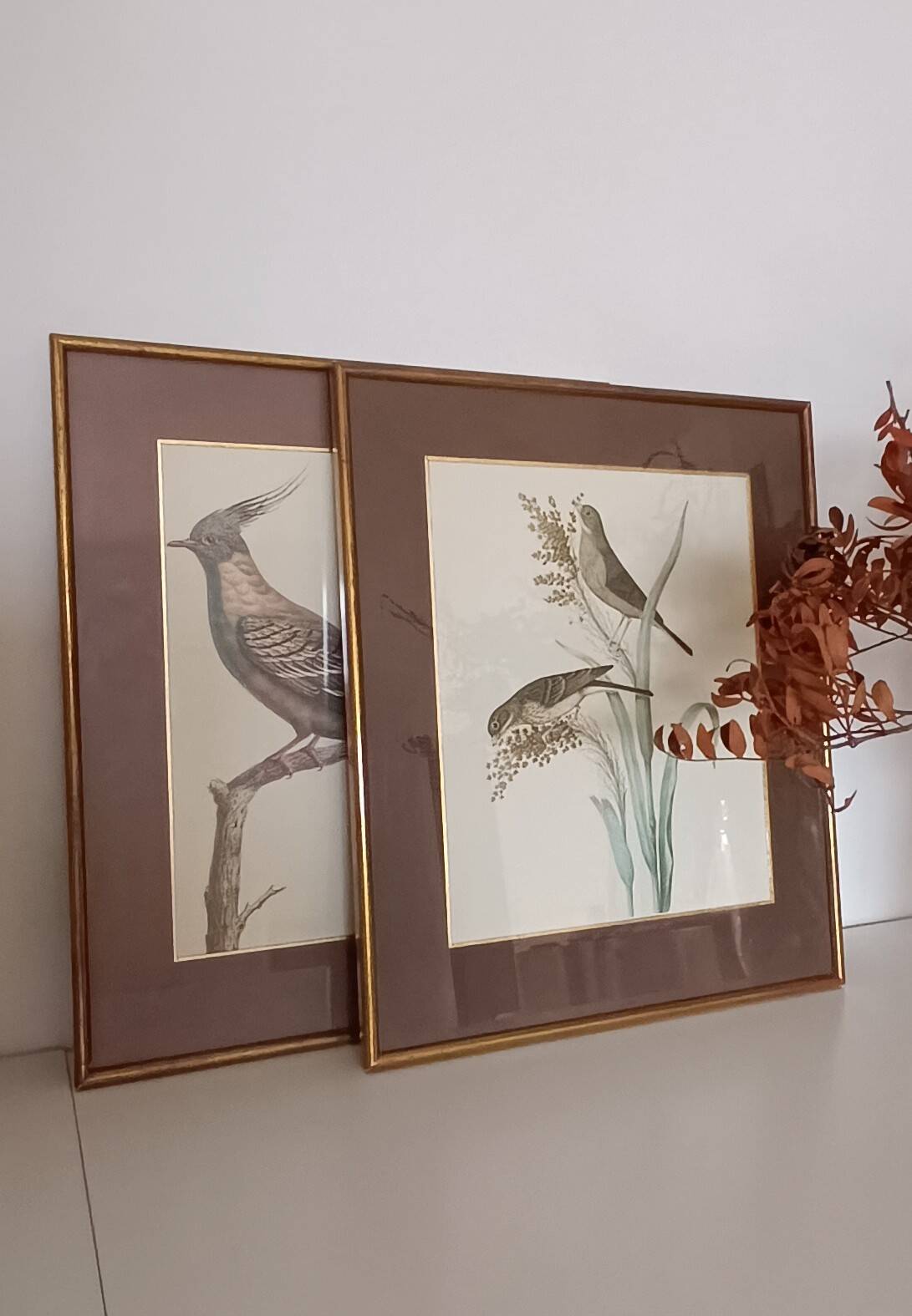 Set of 2 old bird frames, vintage ornithological paintings