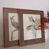 Set of 2 old bird frames, vintage ornithological paintings