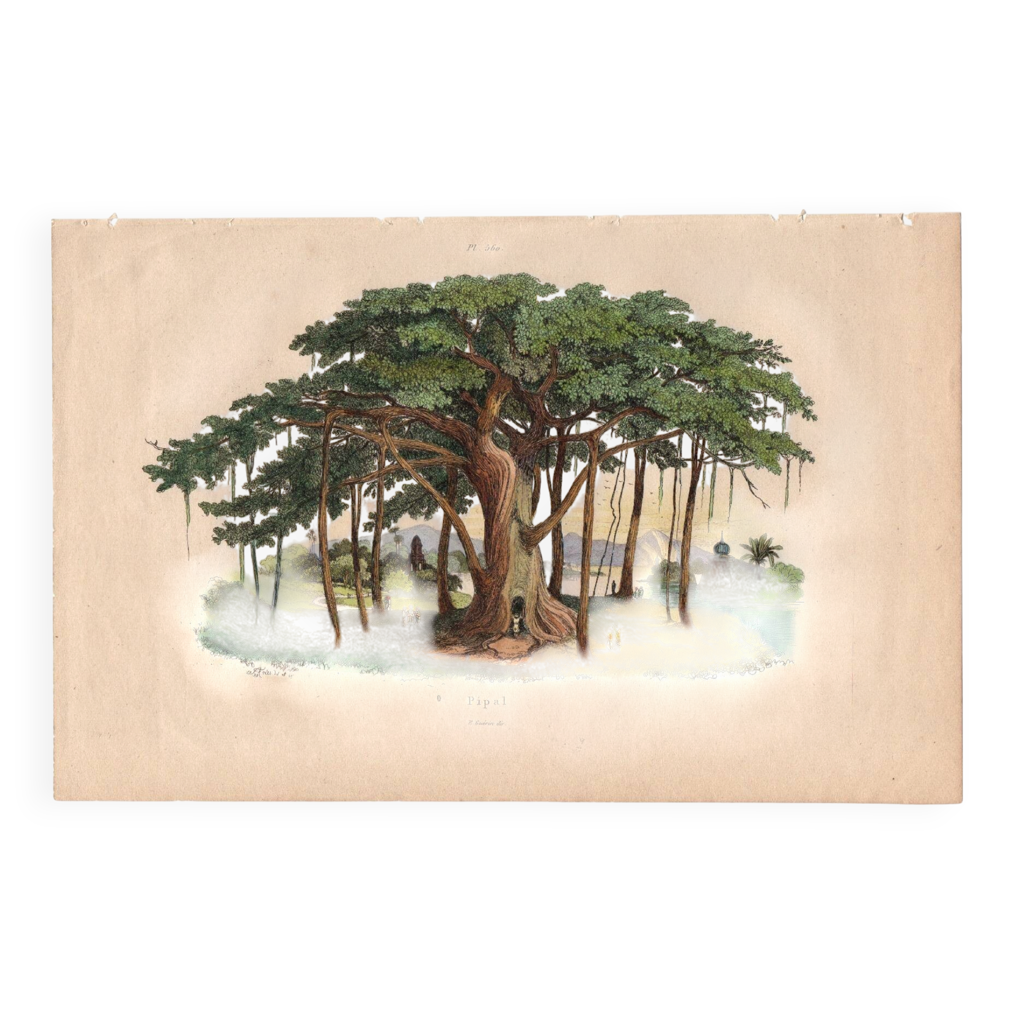 Gravure ancienne de 1839 - Arbre Pipal - planche Botanique vintage