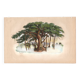 Gravure ancienne de 1839 - Arbre Pipal - planche Botanique vintage
