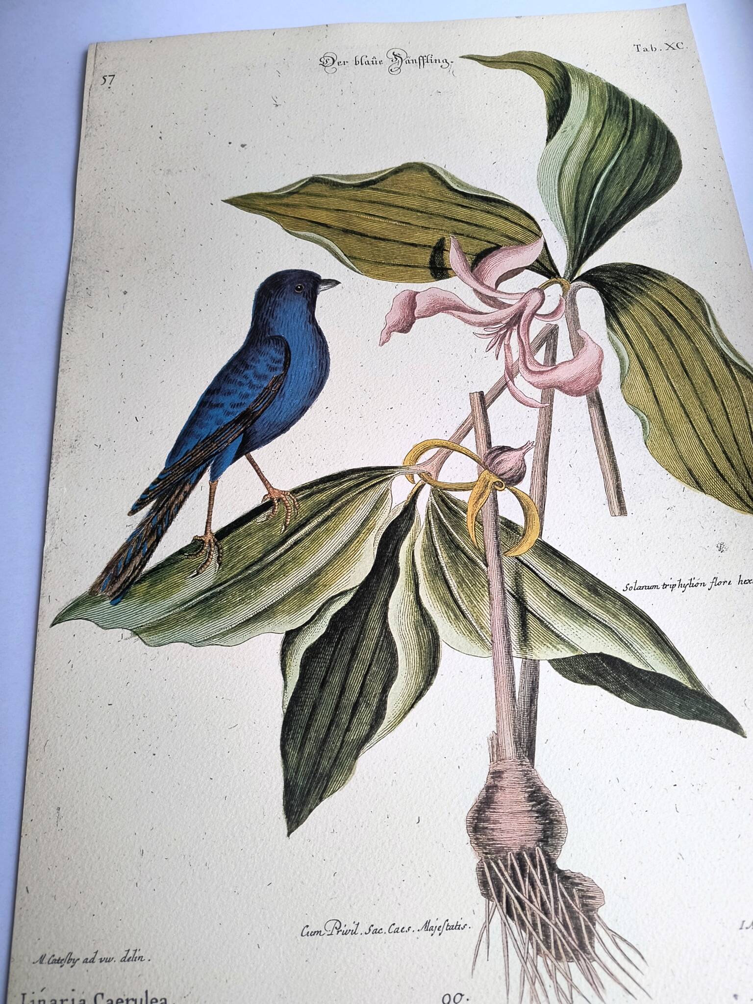 Antique bird engraving - Blue Linnet - Zoological plate by Seligmann