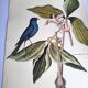Antique bird engraving - Blue Linnet - Zoological plate by Seligmann