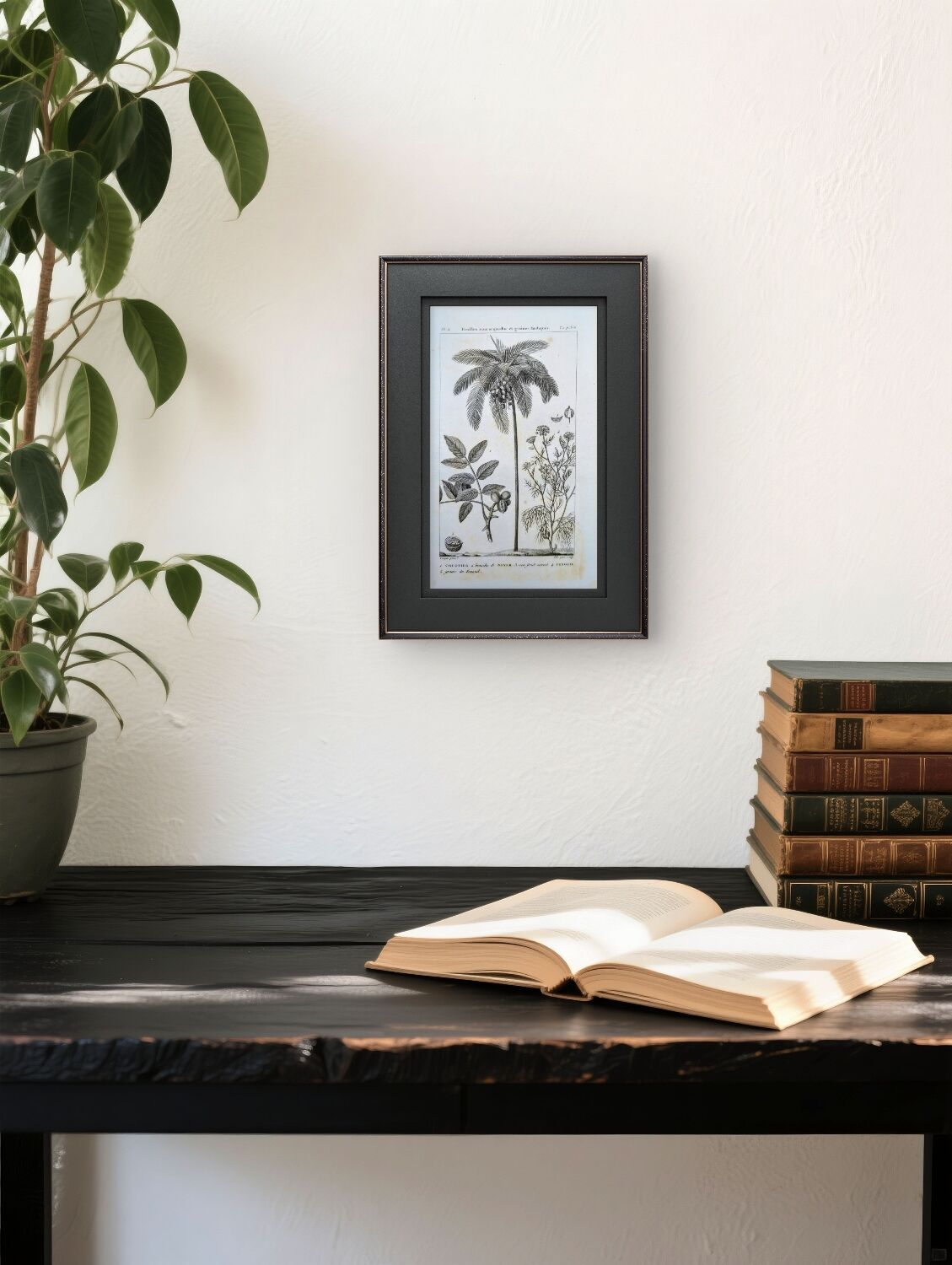 Printed in 1818, coconut tree, walnut and fennel. By Saint-Pierre.