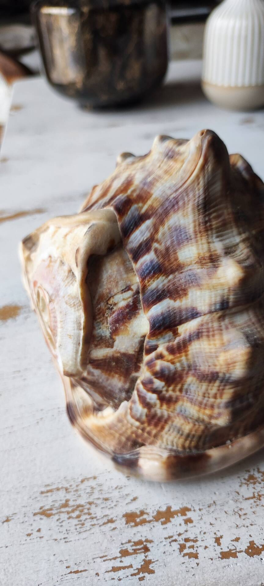Shell decoration