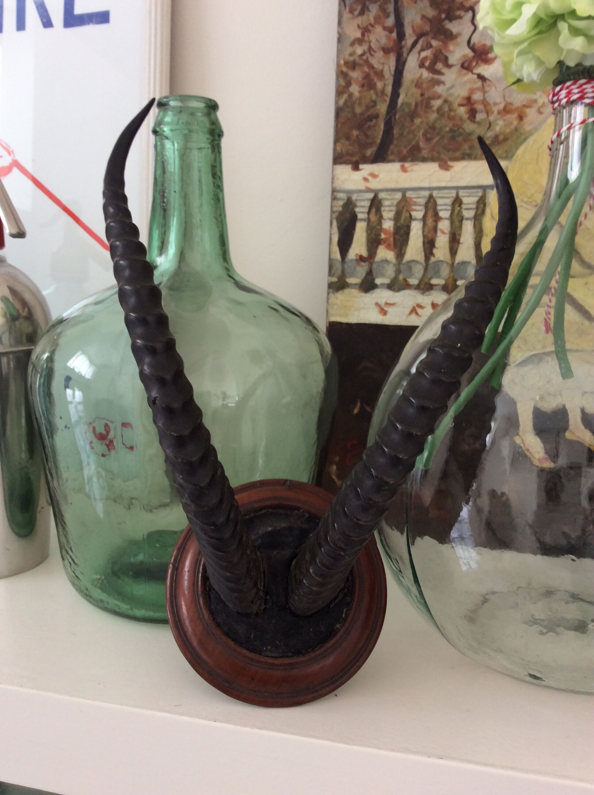 Trophy antelope horns