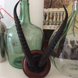 Trophy antelope horns