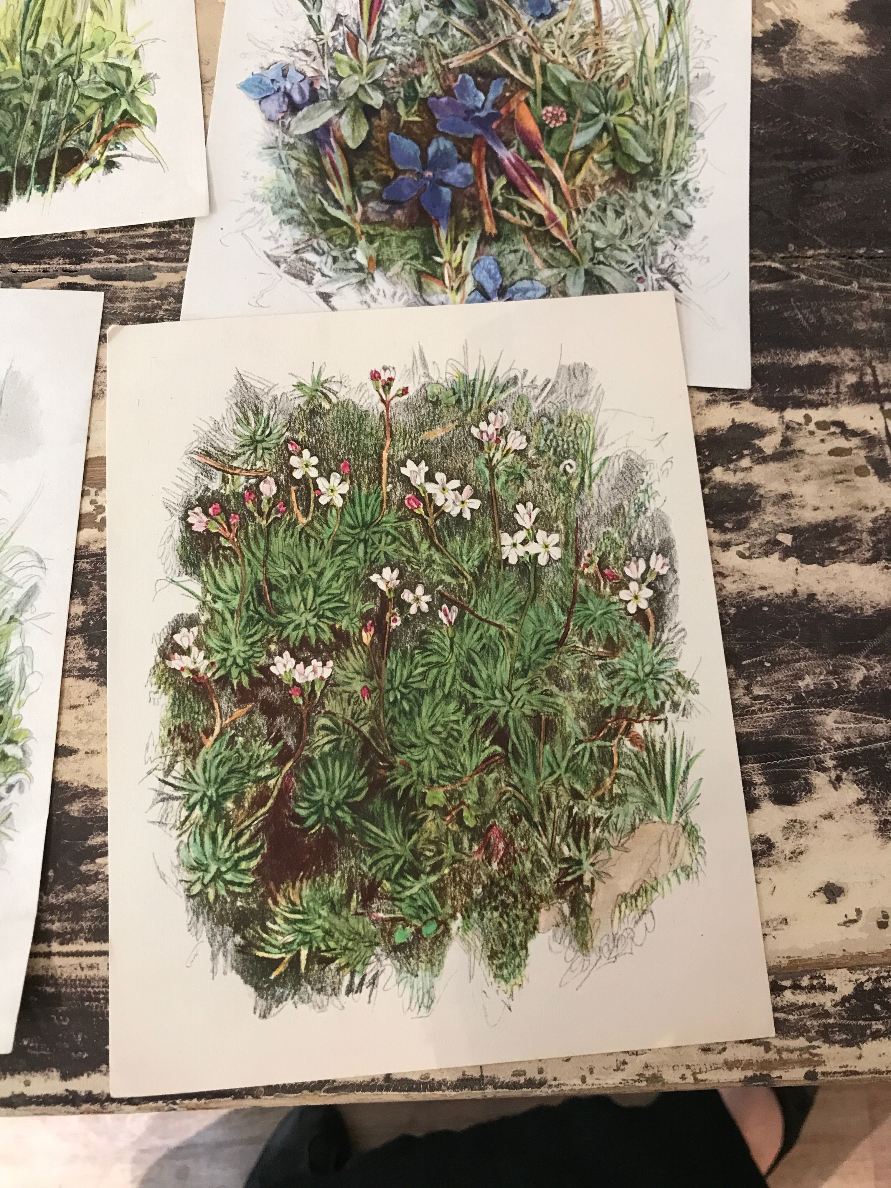 Ancient botanical illustration