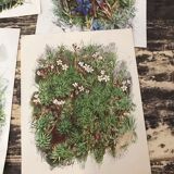 Ancient botanical illustration