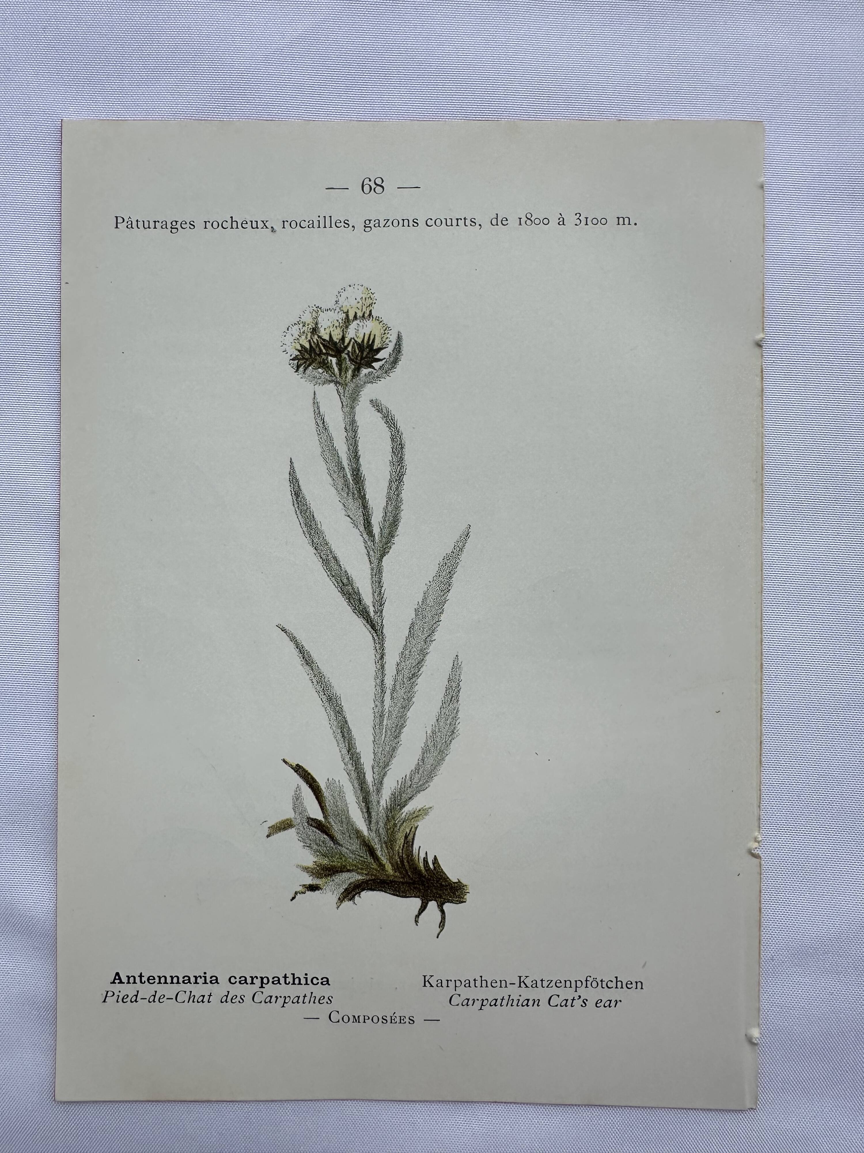 Old botanical engraving France double-sided