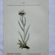 Old botanical engraving France double-sided