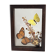 Naturalized butterflies and flowers