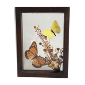 Naturalized butterflies and flowers