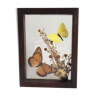 Naturalized butterflies and flowers