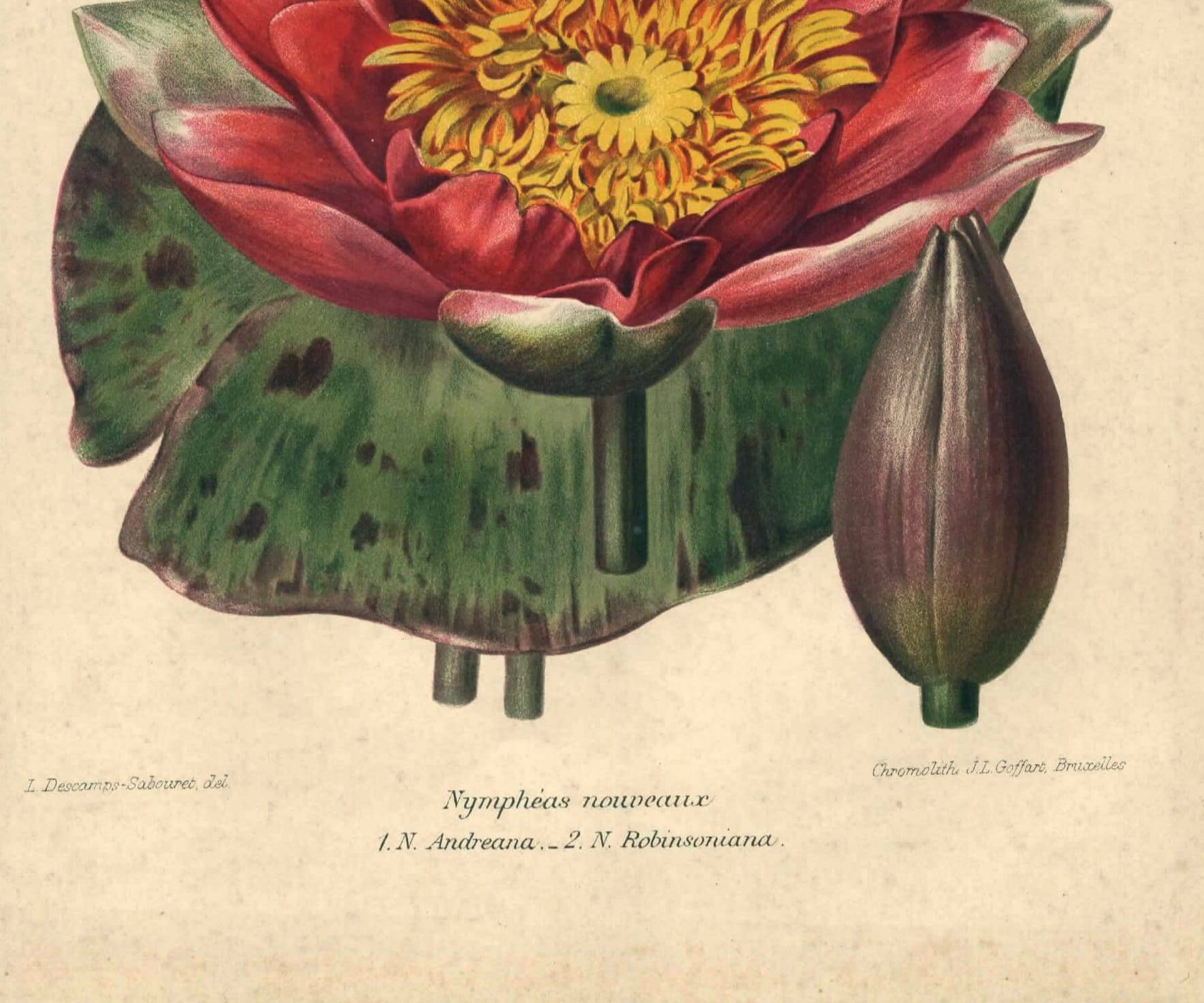 Botanical Engraving 1896 - New Water Lilies by L. Descamps-Sabouret - flower