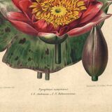 Botanical Engraving 1896 - New Water Lilies by L. Descamps-Sabouret - flower