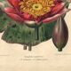 Botanical Engraving 1896 - New Water Lilies by L. Descamps-Sabouret - flower