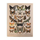 Lithograph engraving butterflies of Europe from 1897