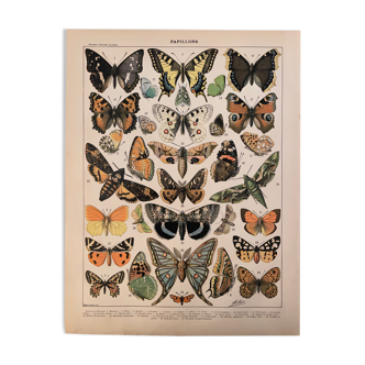 Lithograph engraving butterflies of Europe from 1897