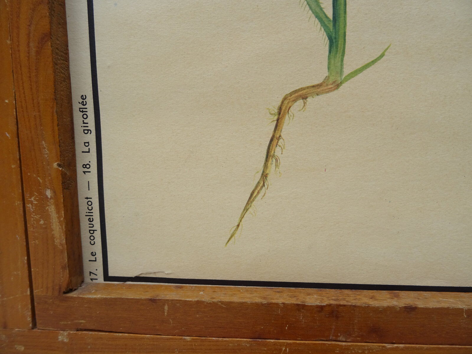 Set of 10 Rossignol posters on plants with frame