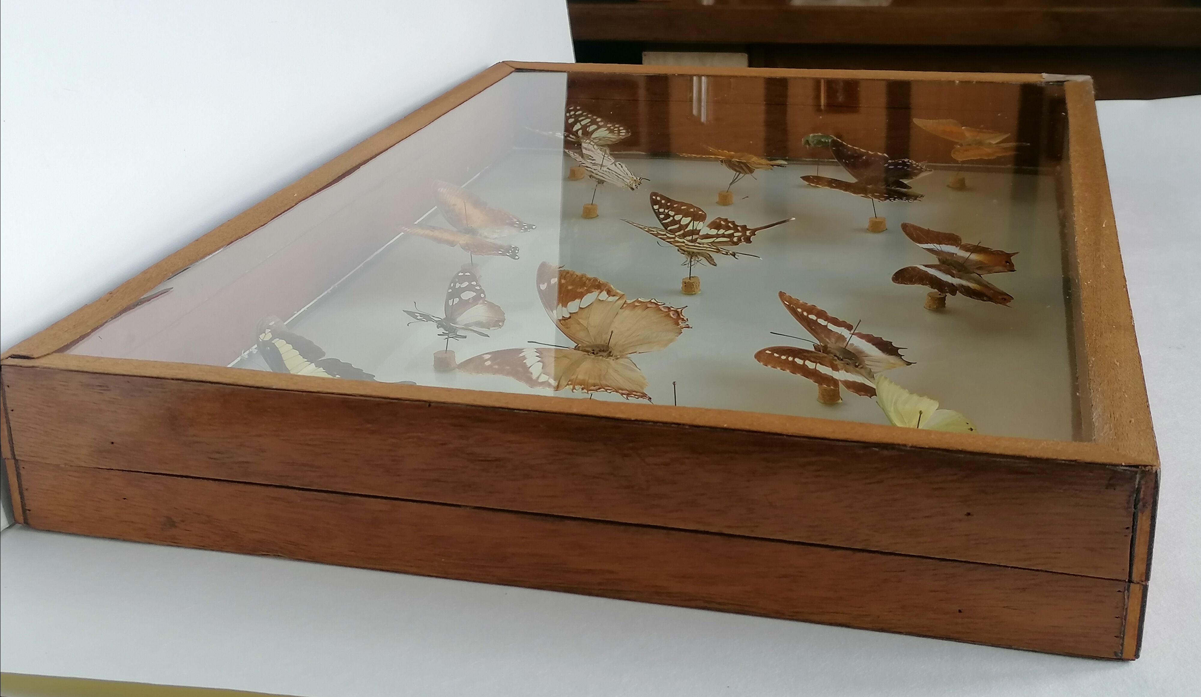 Cadre papillons taxidermie Kenya