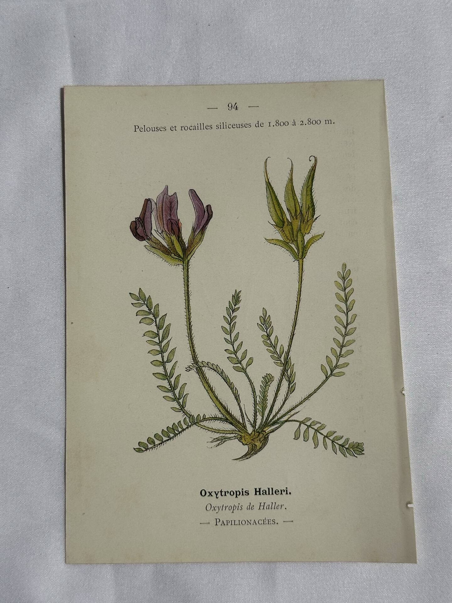 Gravure Botanique Ancienne XIXe – Lithographies Naturalistes  Fleurs &