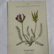 Gravure Botanique Ancienne XIXe – Lithographies Naturalistes  Fleurs &
