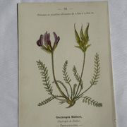 Gravure Botanique Ancienne XIXe – Lithographies Naturalistes  Fleurs &