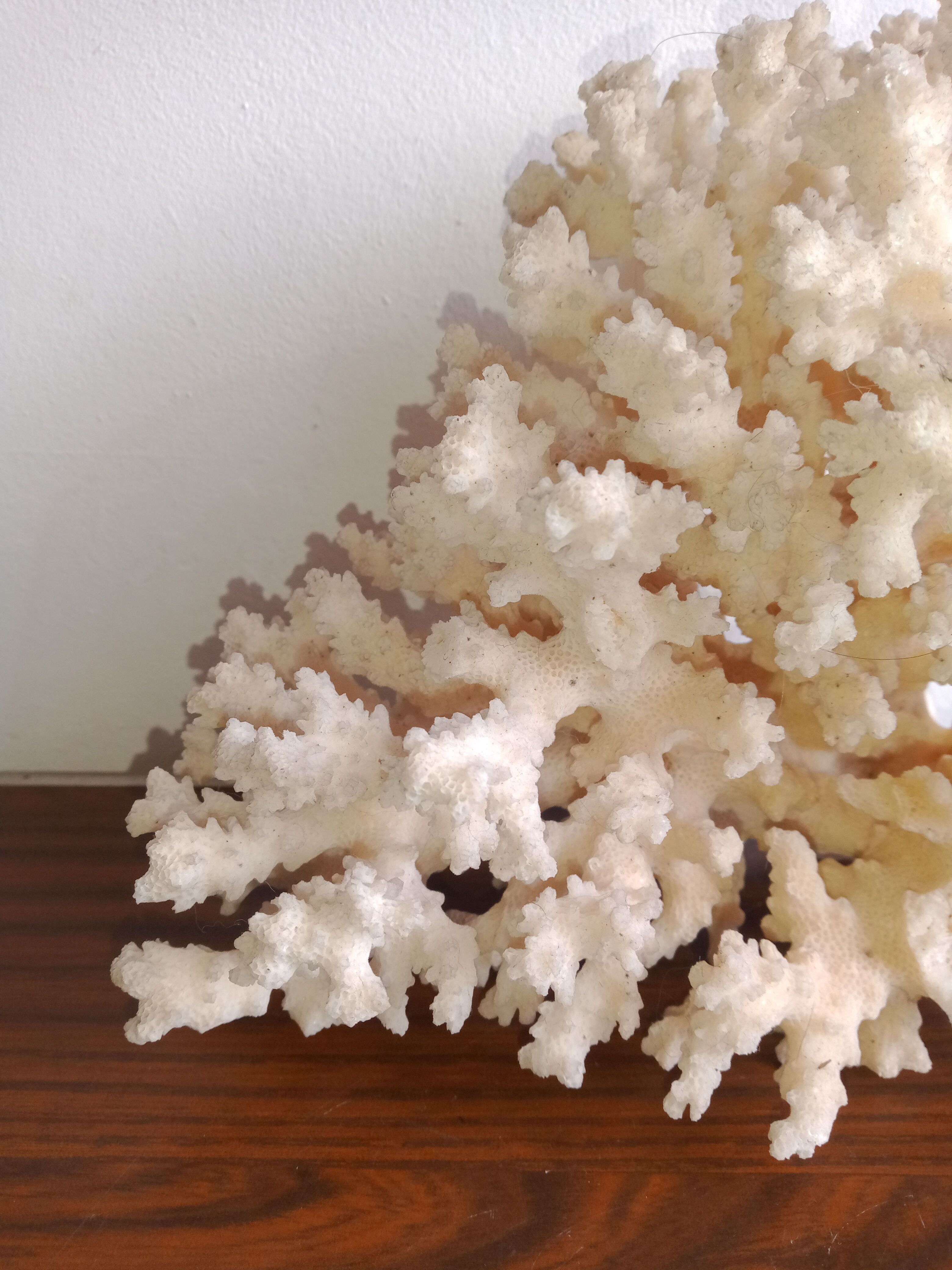 White coral
