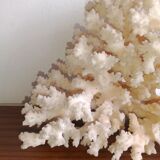Corail blanc