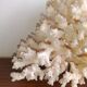 White coral