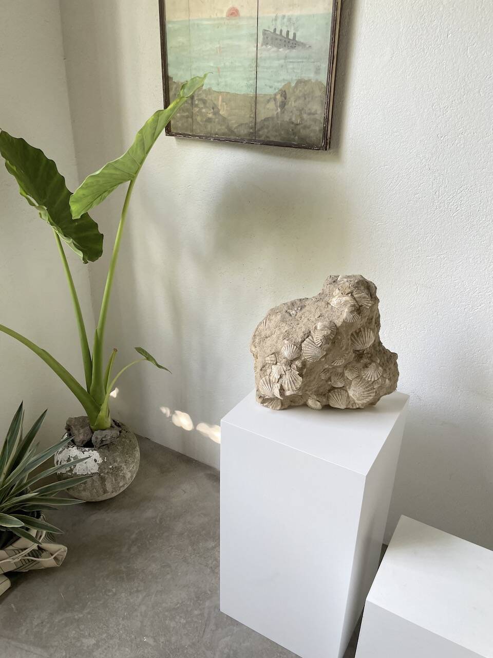 Fossil sedimentary rock and shell