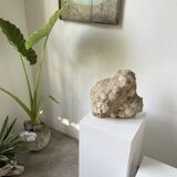 Fossil sedimentary rock and shell