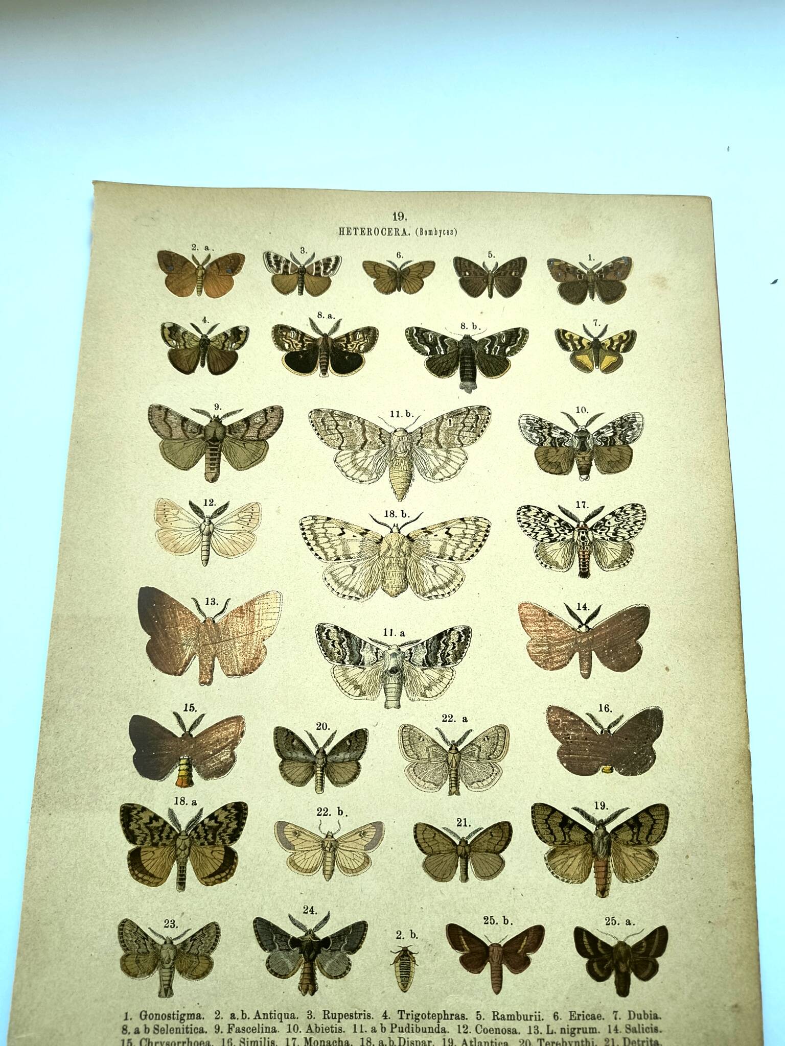 Butterflies - Antique engraving from 1887 - Lithograph by Gonostigma nature