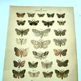Papillons - Gravure ancienne de 1887 -  Lithographie de Gonostigma nature