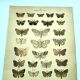 Butterflies - Antique engraving from 1887 - Lithograph by Gonostigma nature