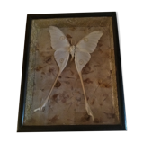 Entomological framework with butterfly Argema mittrei