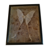 Entomological framework with butterfly Argema mittrei