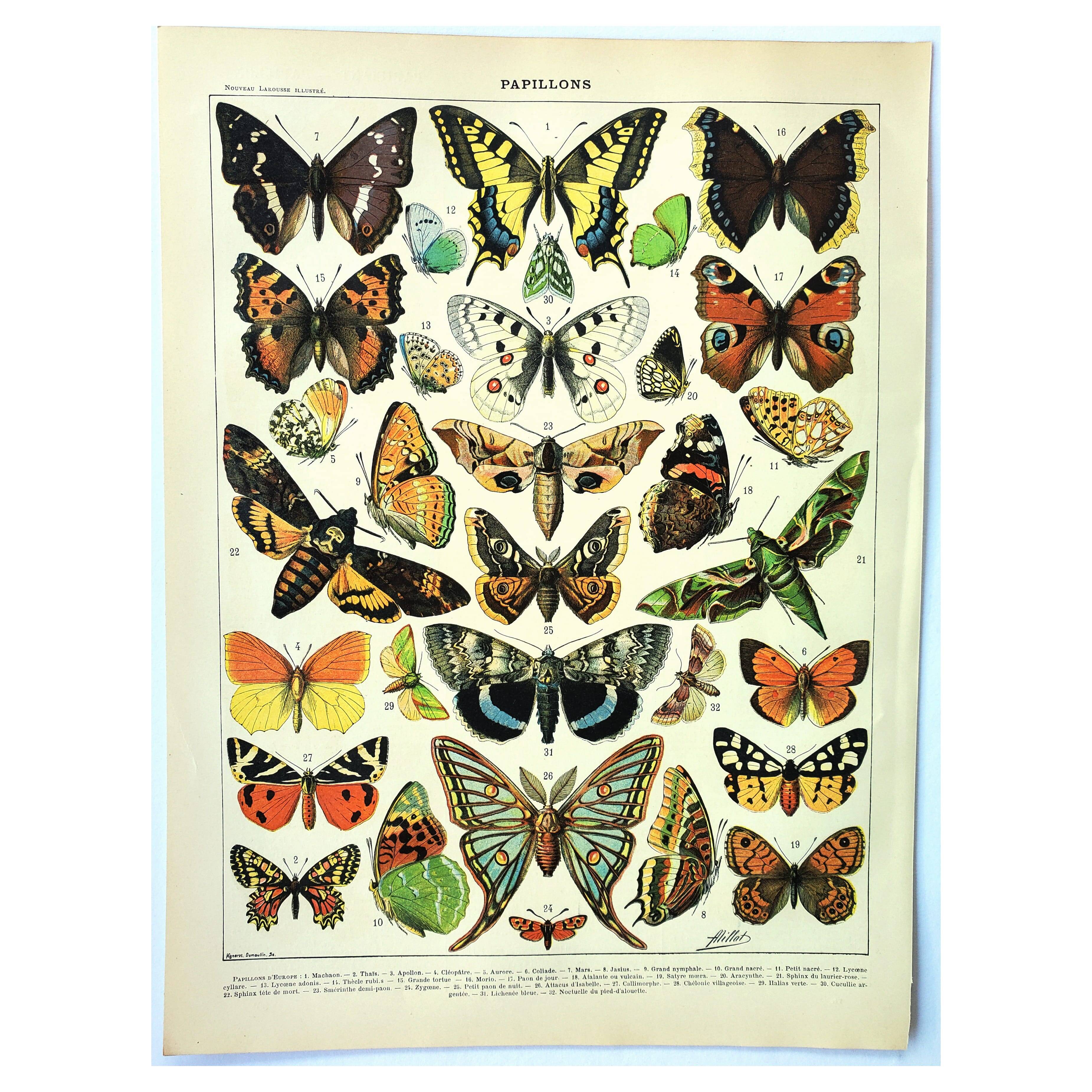Antique engraving 1897 A. Millot - Butterflies of Europe, insects, entomology