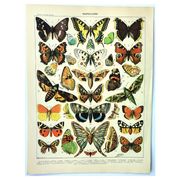 Antique engraving 1897 A. Millot - Butterflies of Europe, insects, entomology