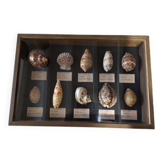 Shells collection fits with various shells